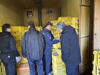 ユズ玉の貯蔵状態を確認する生産者等