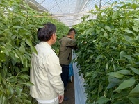 ピーマン収穫体験会