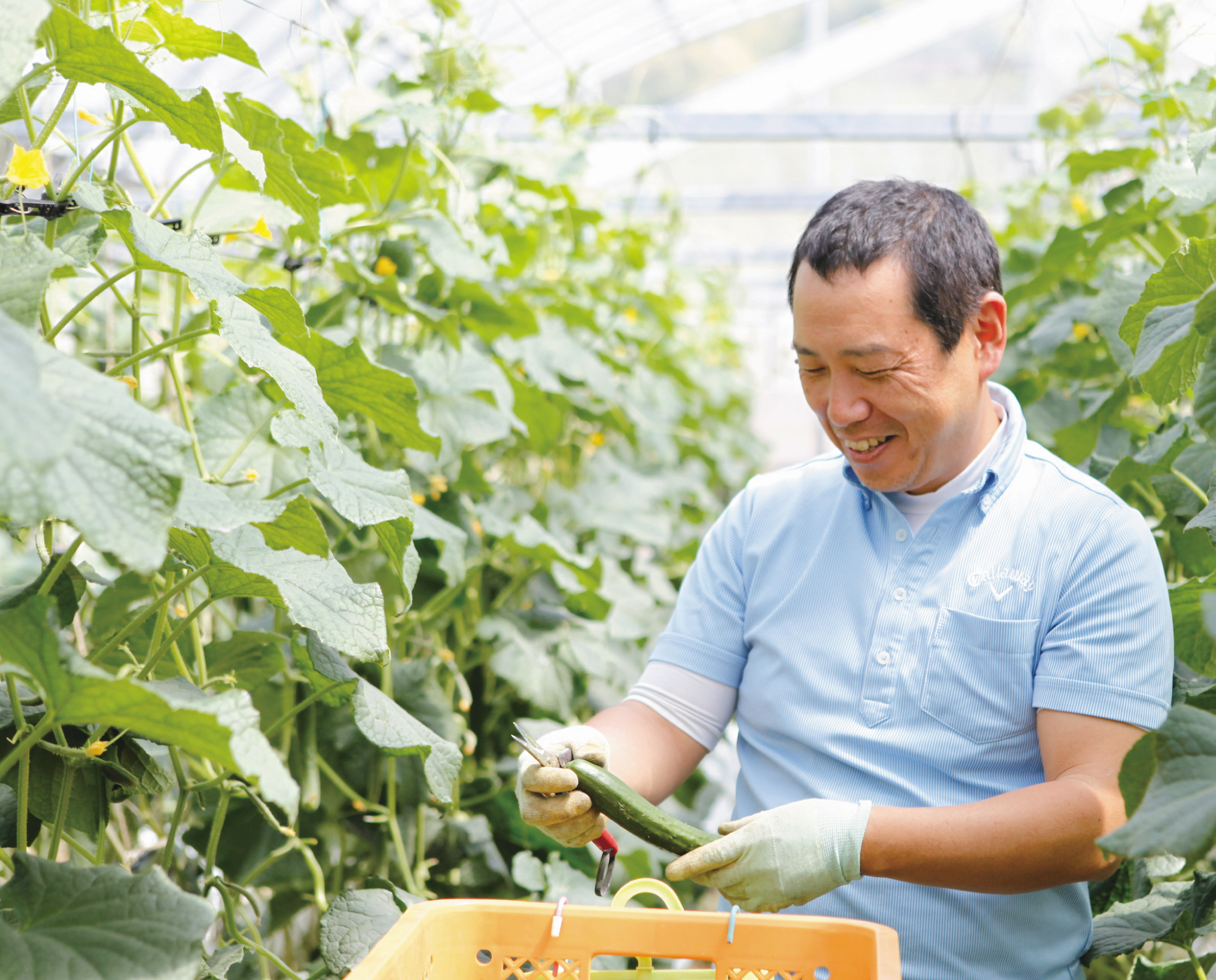 高知の農業を学ぶ!高知県農業の学び方