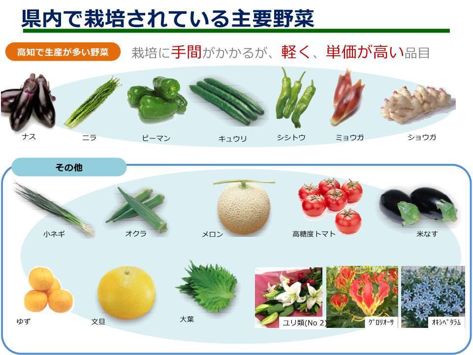 高知県農業の特徴と野菜栽培の強み